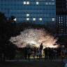 Cherry Blossom Illumination at Hamarikyu Onshi Teien (Garden) In 2009 Hamarikyu Cherry Blossom Illumination