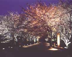 Sakitama Tumuli: Promenade of Cherry Blossoms