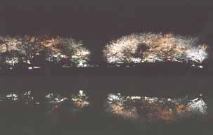 Sakitama Tumuli: Upward Lighting onto Cherry Blossoms